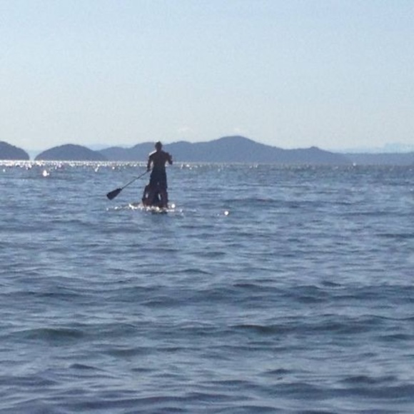 Meet your Posher, David - Picture 1 of 1